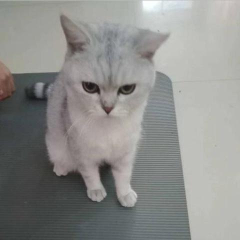 咪呜记账簿最新版无限金币版:新功能全解析,轻松管理财务不再愁 咪呜记账簿最新版无限金币版:新功能全解析,轻松管理财务不再愁