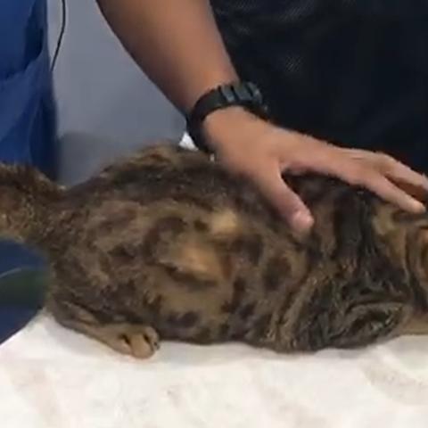 咪呜记账簿最新版无限金币版:新功能全解析,轻松管理财务不再愁 咪呜记账簿最新版无限金币版:新功能全解析,轻松管理财务不再愁