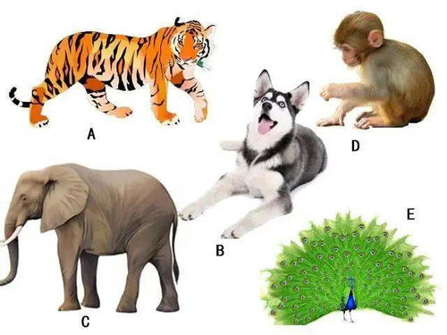 (自然选择为狩猎动物装配了很棒的装备)在自然的怀抱中，探索狩猎的魅力与生态平衡的和谐共生之道