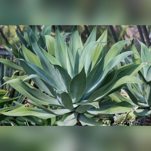 (植物联盟游戏)掌握植物大联盟攻略，成为顶尖植物达人的秘诀大揭秘