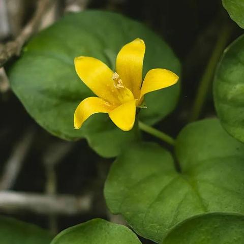 (植物联盟游戏)掌握植物大联盟攻略，成为顶尖植物达人的秘诀大揭秘